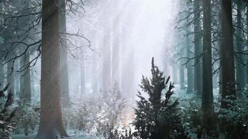 winter foggy beech and spruce forest scene video