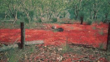 recinzione di dingoe nell'entroterra australiano video