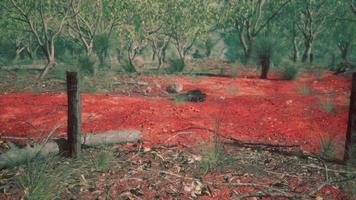 Dingoe fence in the Australian Outback video