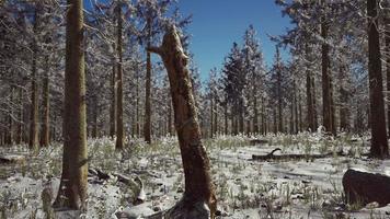 landschap sneeuw bomen dicht bos in de winter video