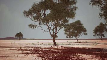 savane africaine sèche avec des arbres