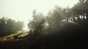 brouillard matinal sur le pré près de la forêt hyperlapse