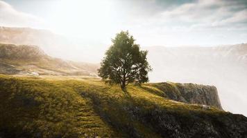 panoramisch landschap met eenzame boom tussen groene heuvels video