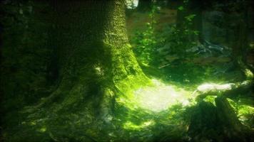 beautiful green moss on the floor and trees video