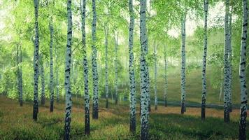white birch trees in the forest in summer video