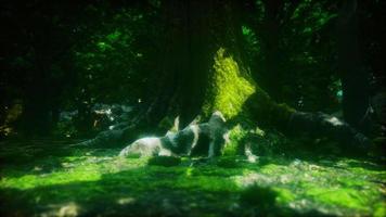 tree roots and sunshine in a green forest video