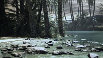 estanque de oasis en el desierto con palmeras y plantas video