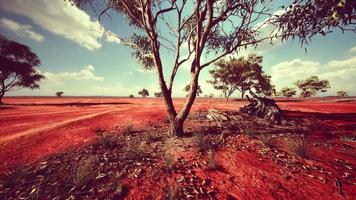 acacia tree in the open savanna plains of East Africa Botswana