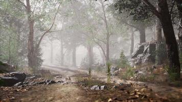 floresta de verão com neblina profunda video