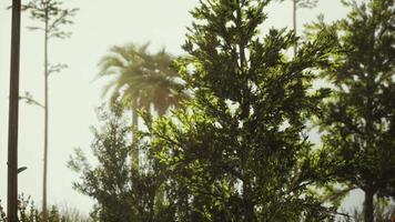 tropische palmen en gras op zonnige dag video