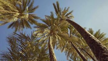 palmeras en la playa de santa mónica video