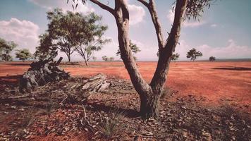 acacias trees in the landscape of Tanzania with clouds in the sky video