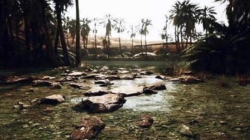 Pond and palm trees in desert oasis video