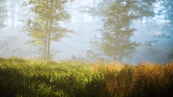 trees with shadows in forest against of sunshine video