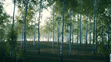 summer july view of birch grove in sunlight video