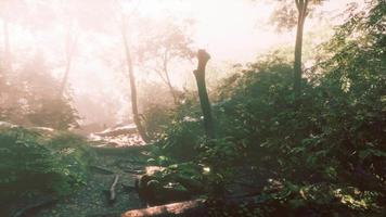 alta umidade na floresta tropical da selva em timelapse de dia de neblina