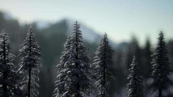 dramático nascer do sol de inverno nas montanhas video