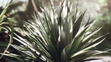 Tropical forest with plants and trees in sunlight video