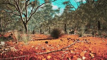 australian bush with trees on red sand video