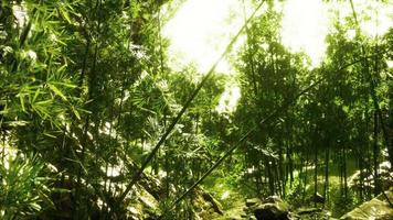 Green bamboo forest in Hawaii video