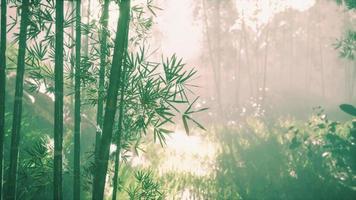 bambustammar och solljus skiner genom växtens väggar och dimman video