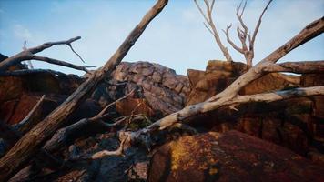 dry dead tree branches and mountain ridge video