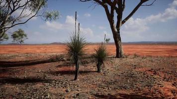 albero di acacia nelle pianure aperte della savana dell'africa orientale botswana video