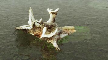 roble muerto en el agua del océano atlántico video