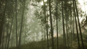 bosque de bambú asiático con luz solar matutina video