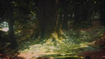 Old trees with lichen and moss in green forest video