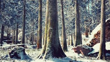 forêt calme d'hiver à la journée ensoleillée video