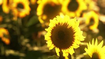 beautiful field of blooming sunflowers against sunset golden light video