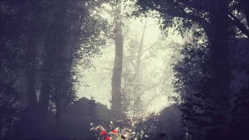 brouillard d'été dans la forêt video