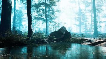 mist op vijver in bos met mist video