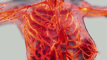exploración médica del sistema circulatorio humano video