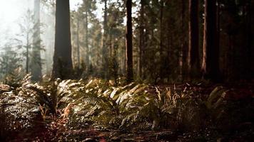 hoog bos van sequoia's in het nationale park Yosemite video