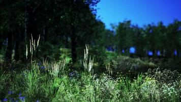 belle prairie dans le parc video