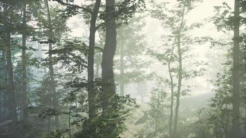 sole che sorge in una foresta con nebbia video