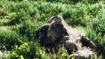 grandes rocas en el campo con hierba seca video