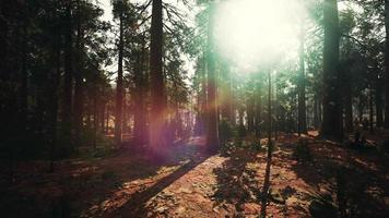 giant sequoias in the giant forest grove in the Sequoia National Park video