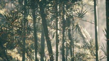 forêt de bambous asiatique avec la lumière du soleil du matin video