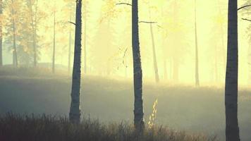 lever ou coucher du soleil dans une forêt de bouleaux avec des rayons de soleil qui brillent à travers les troncs d'arbres video