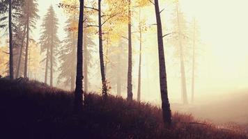 lever ou coucher du soleil dans une forêt de bouleaux avec des rayons de soleil qui brillent à travers les troncs d'arbres video