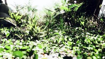 gros plan de la pointe d'un tapis d'herbe à feuilles larges vertes video