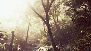 Sonnenschein in einem tropischen Wald video