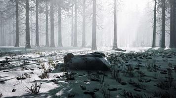 vista impressionante de neblina e luz solar após geada na floresta de pinheiros video