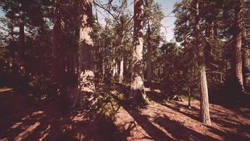 jätte sequoias skog av sequoia nationalpark i Kalifornien berg video