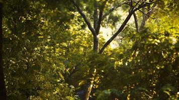 8K Sunlight shining through trees foliage video