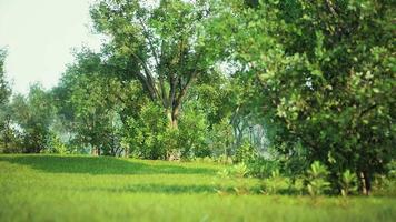 parco molto tranquillo e vuoto nel mezzo del blocco del coronavirus covid-19 video