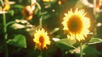 paisaje de campo de girasol al atardecer video